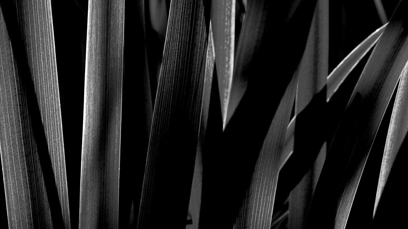 Стебли травы обои