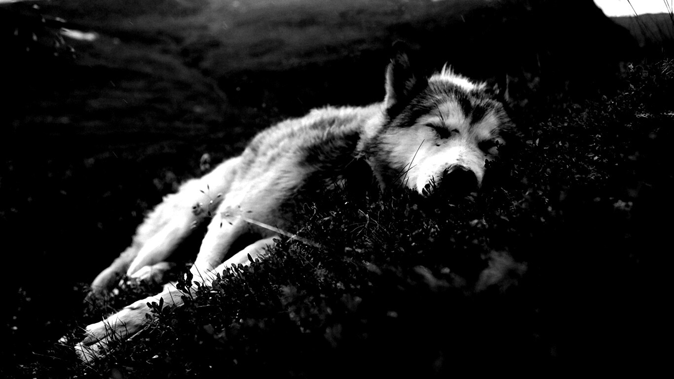 Лапа в цветах обои