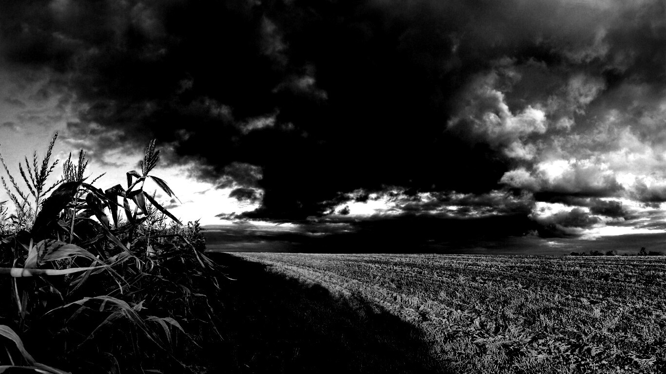 Кукурузное поле обои