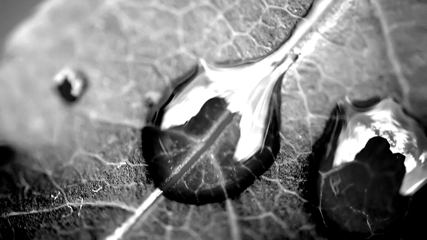 Две капли на красном листке обои