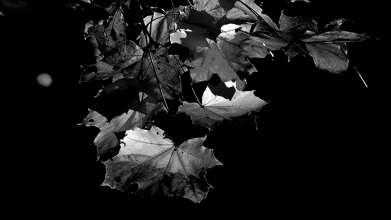 Колоритные осенние листья обои