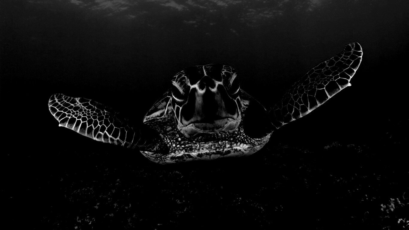 Морская черепаха обои