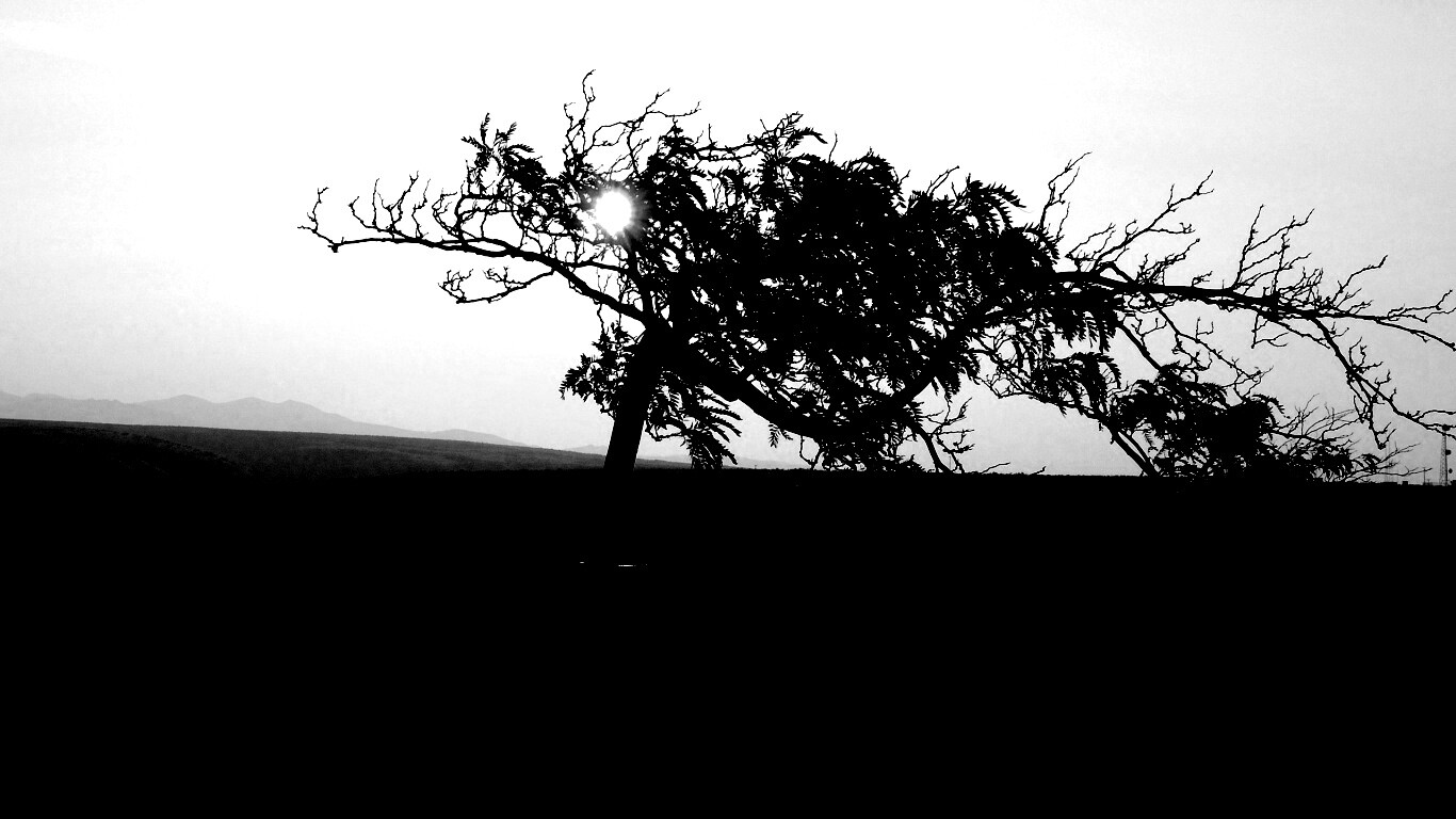 Дерево на закате обои