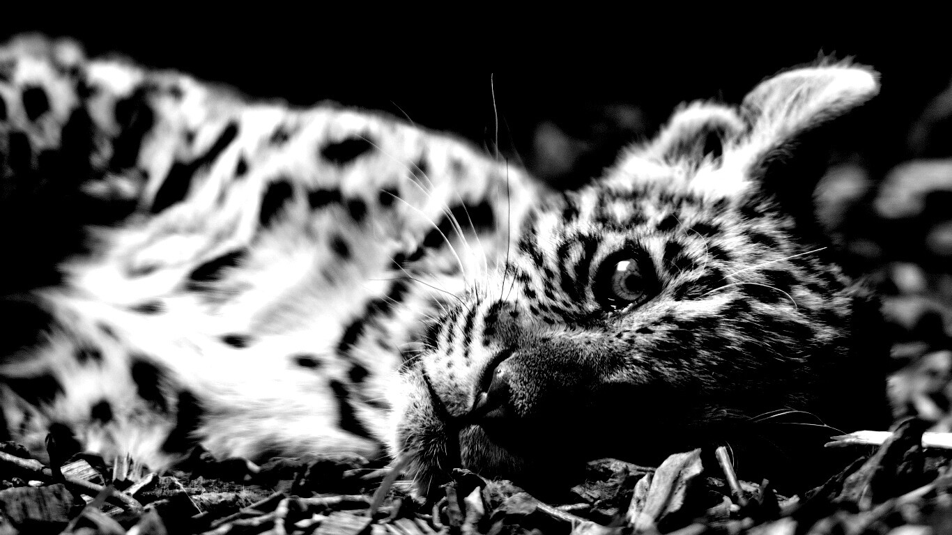 Гепард котенок обои