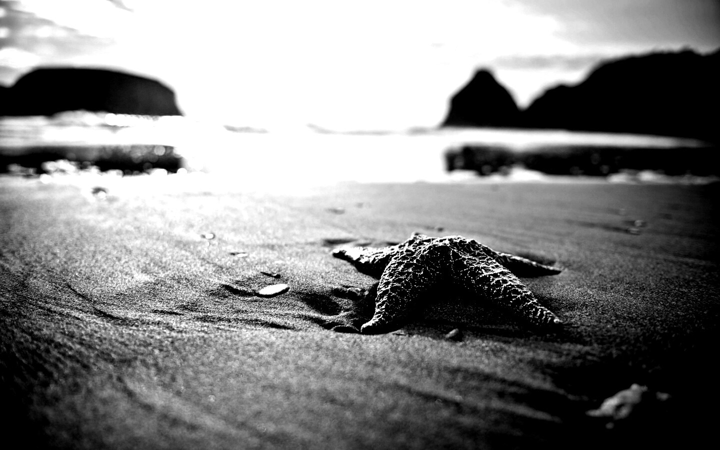 Морская звезда обои