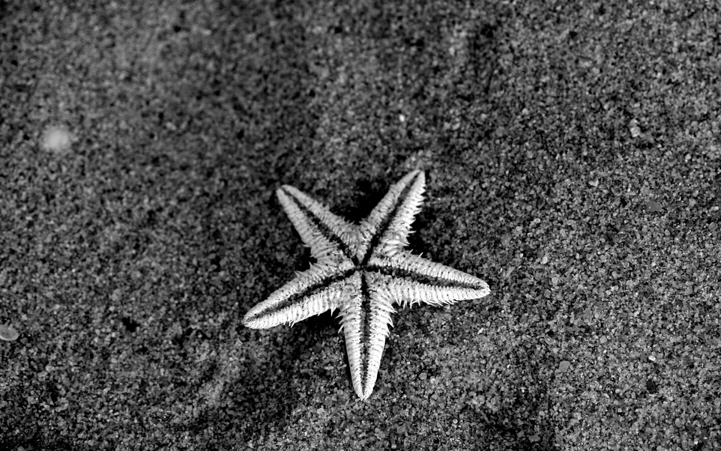Морская звезда на песке обои