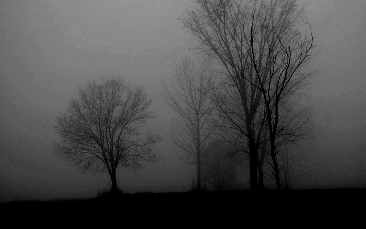 Деревья в тумане обои