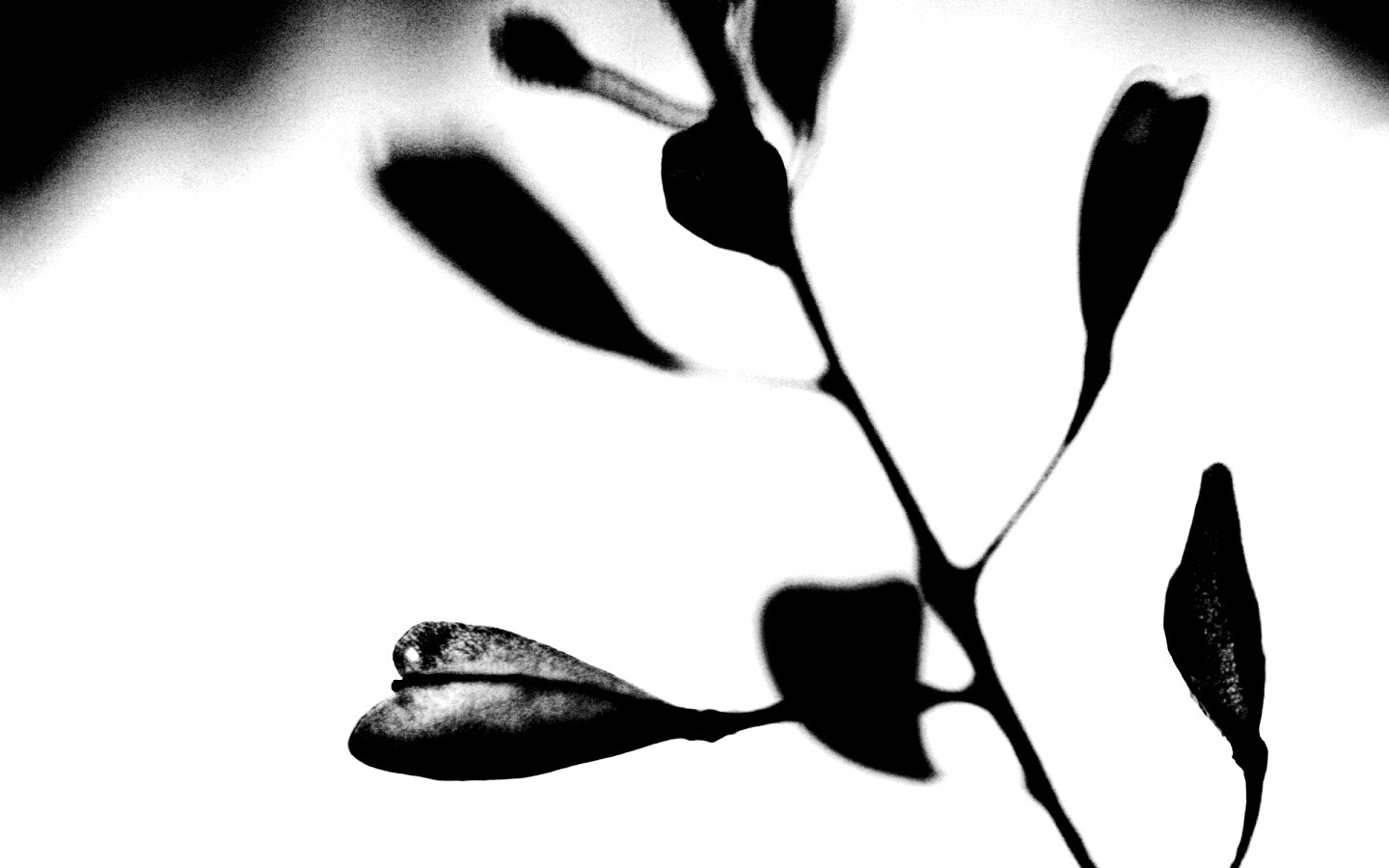 Усыхающие листья обои