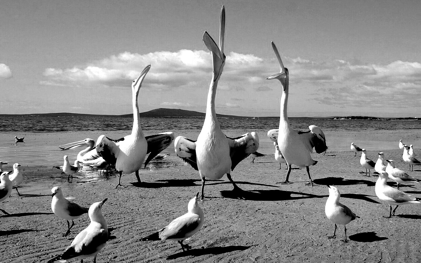 Пеликаны и чайки обои