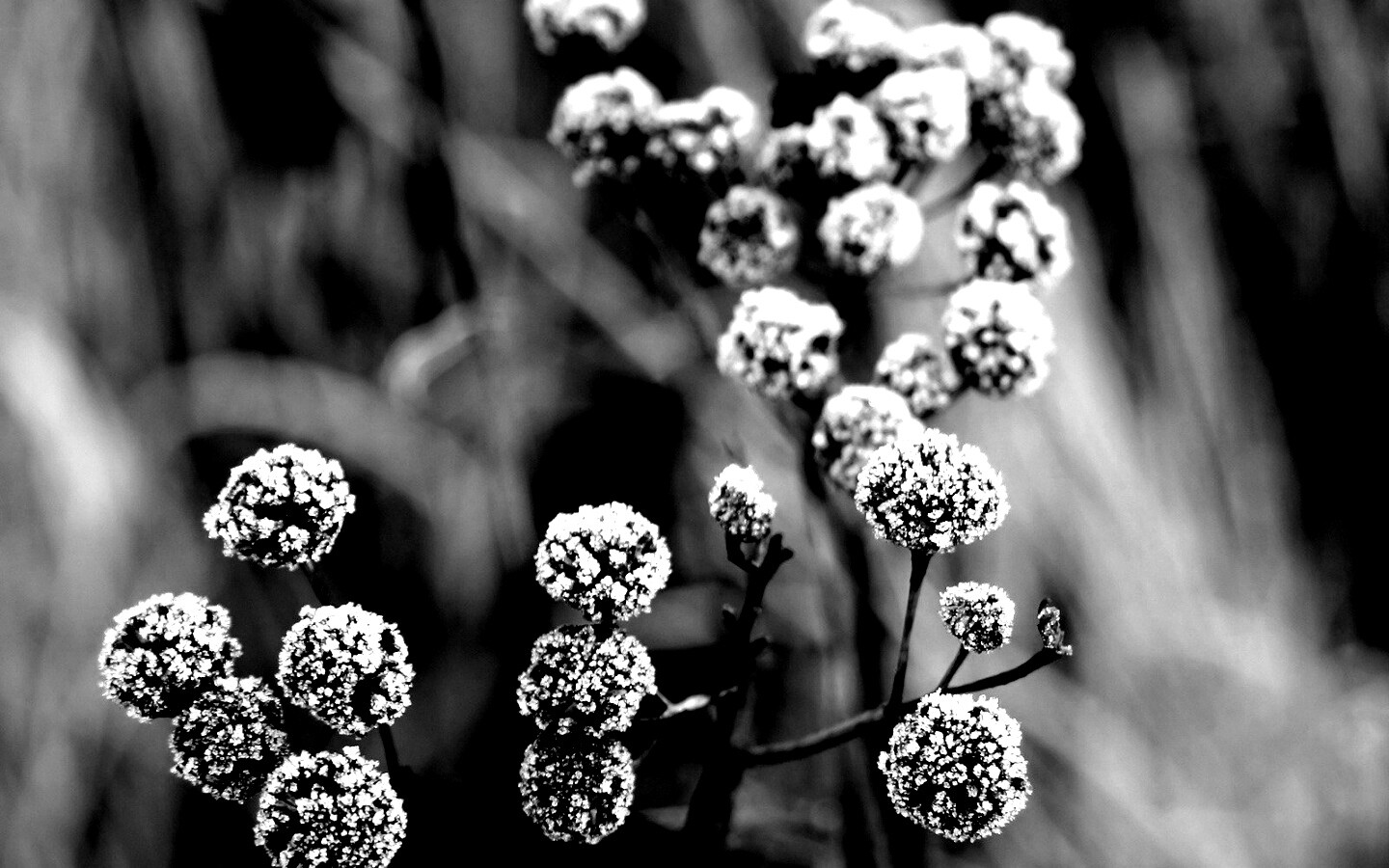 Иний на растении обои