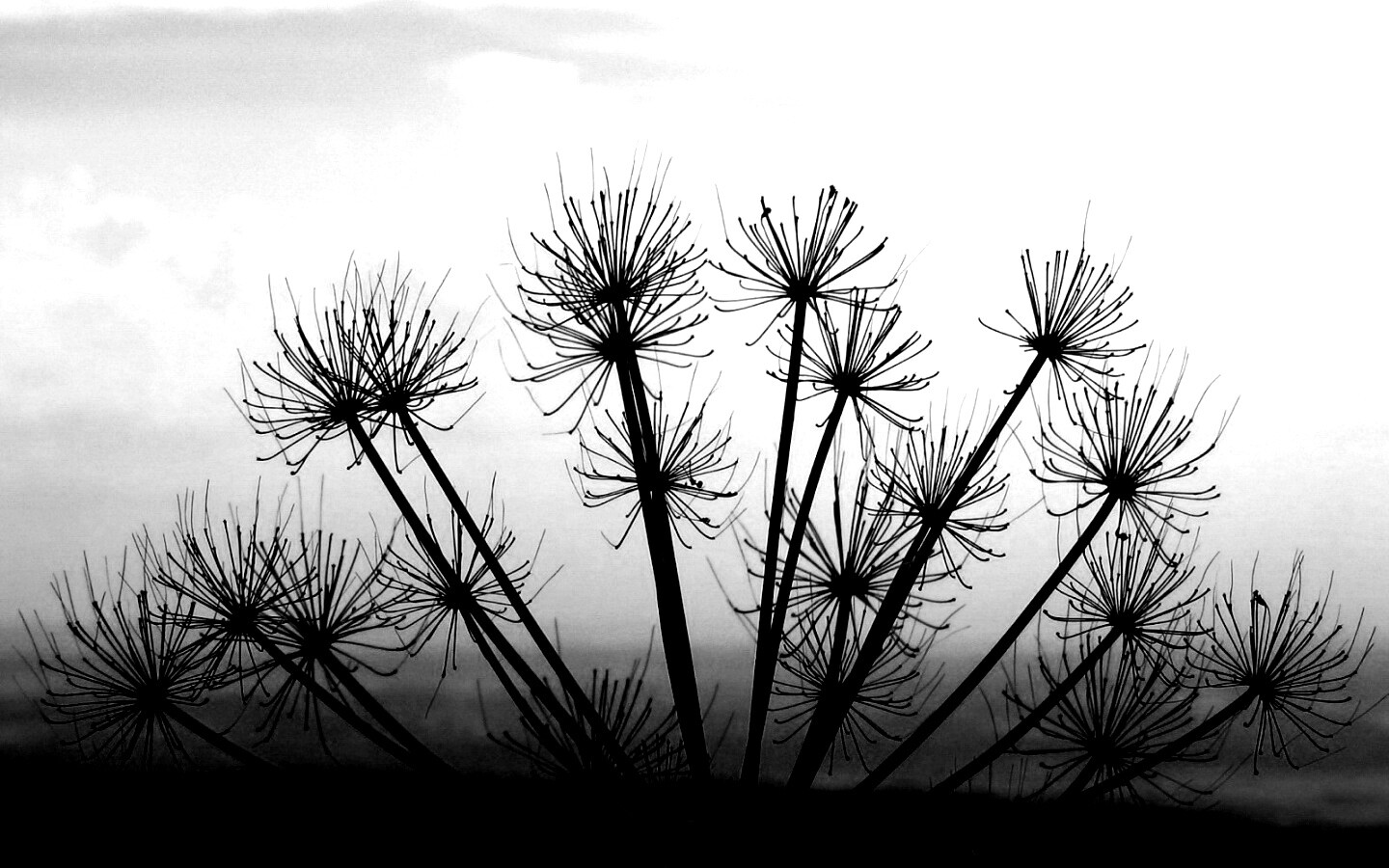 Зонтичное соцветие обои