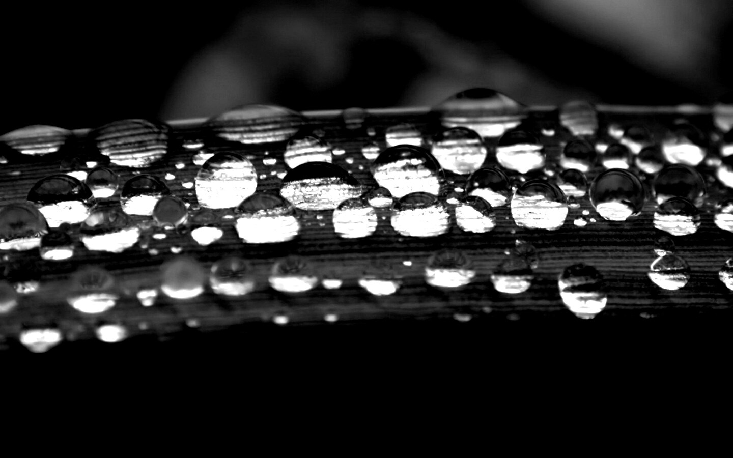 Капли на травинке обои