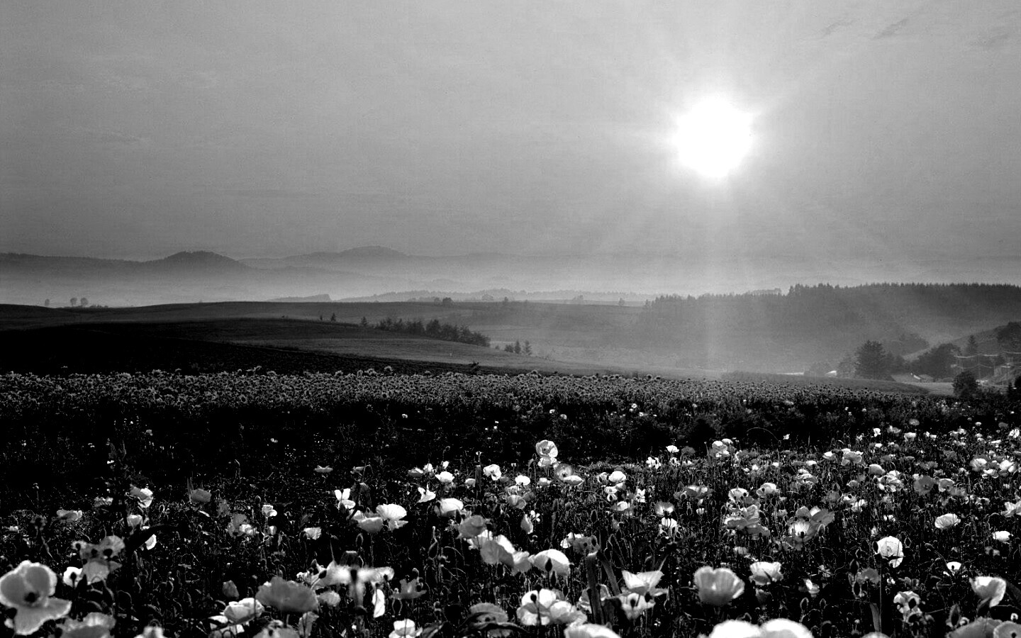 Цветущие поля обои