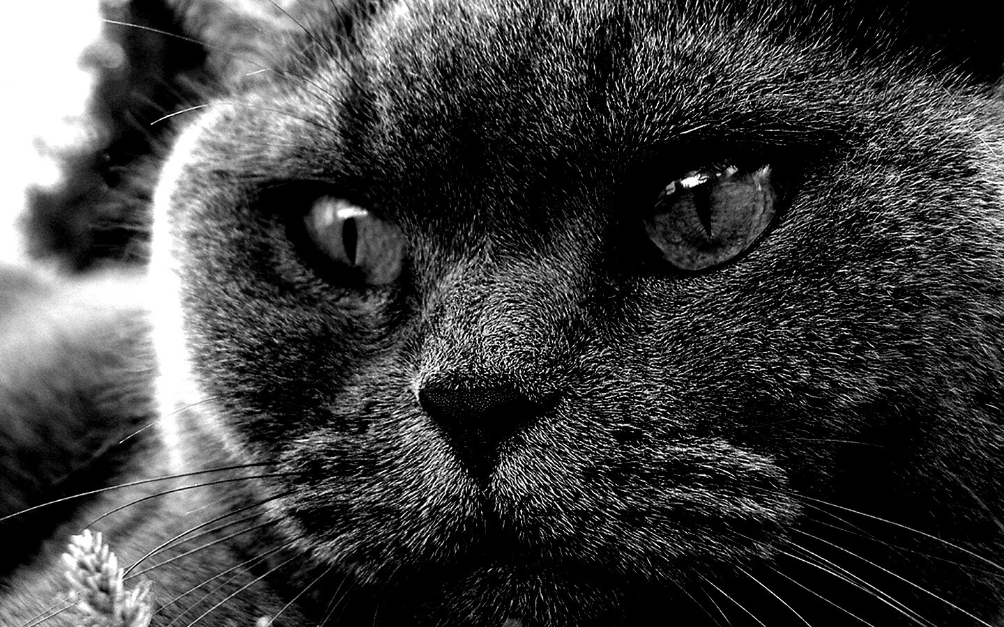 Кот с оранжевыми глазами обои