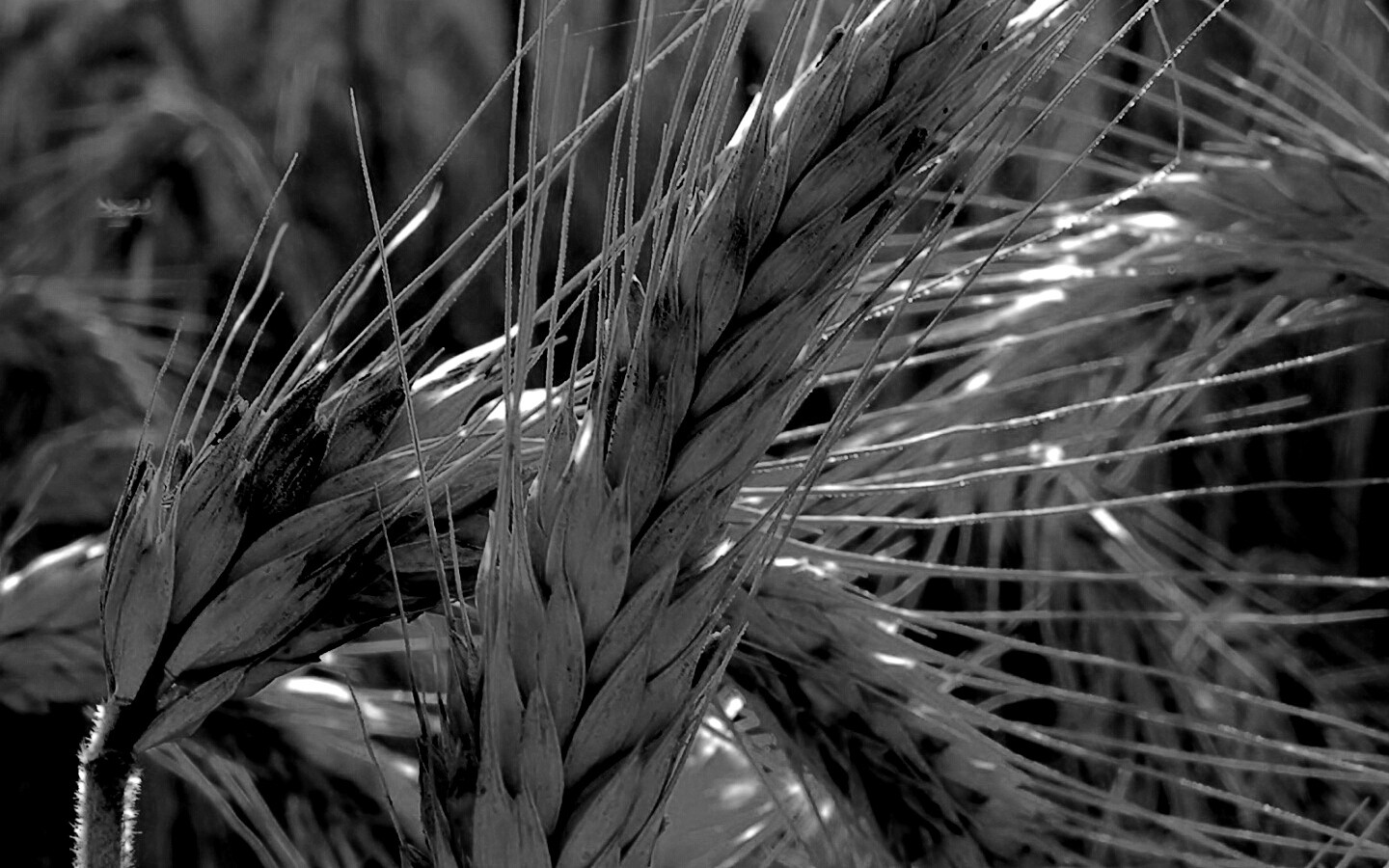 Зреющий колос обои