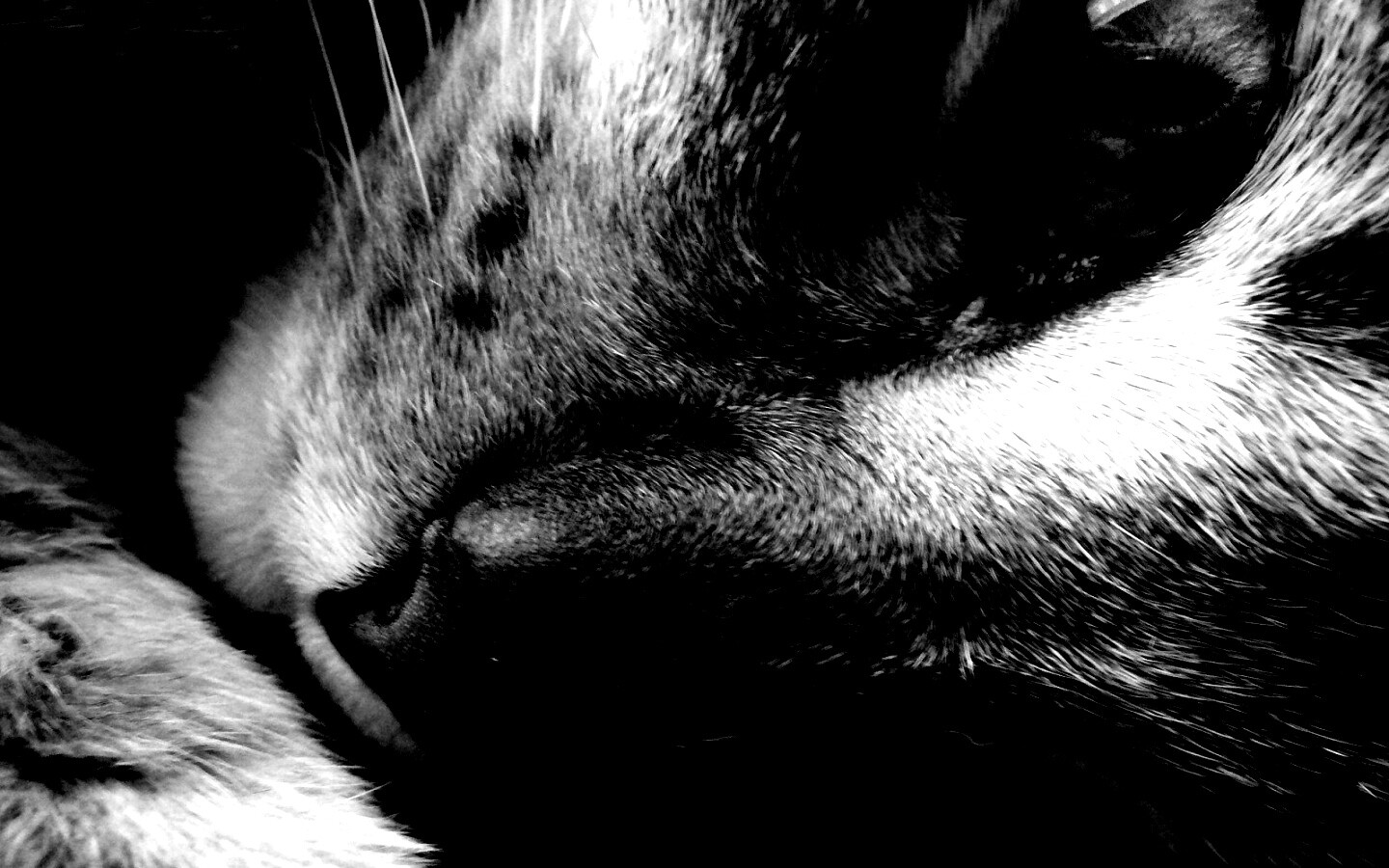 Мордашка кота крупным планом обои