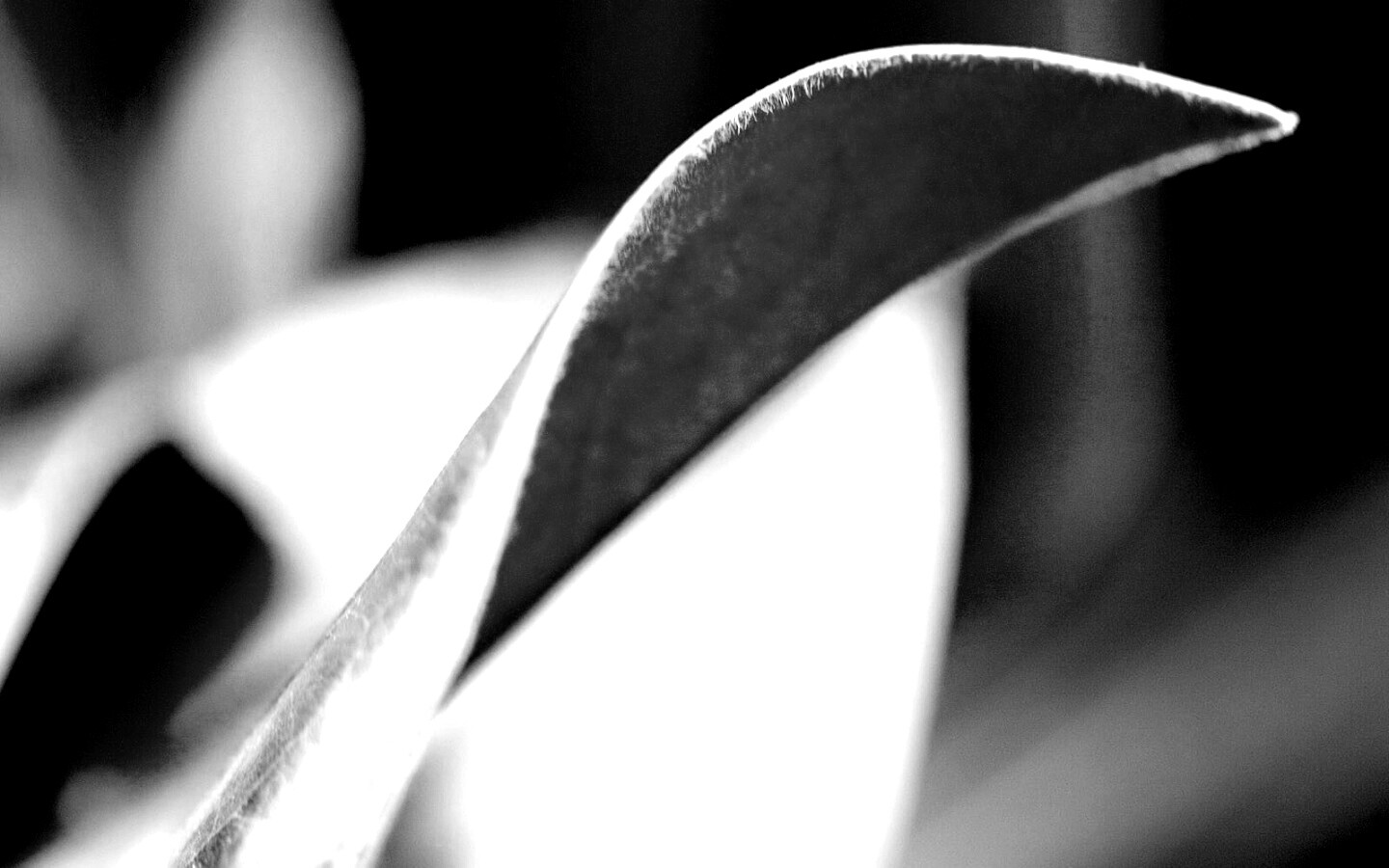 Обратаня сторона листа обои