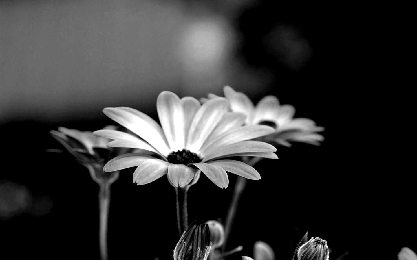 Три желтых цветка обои