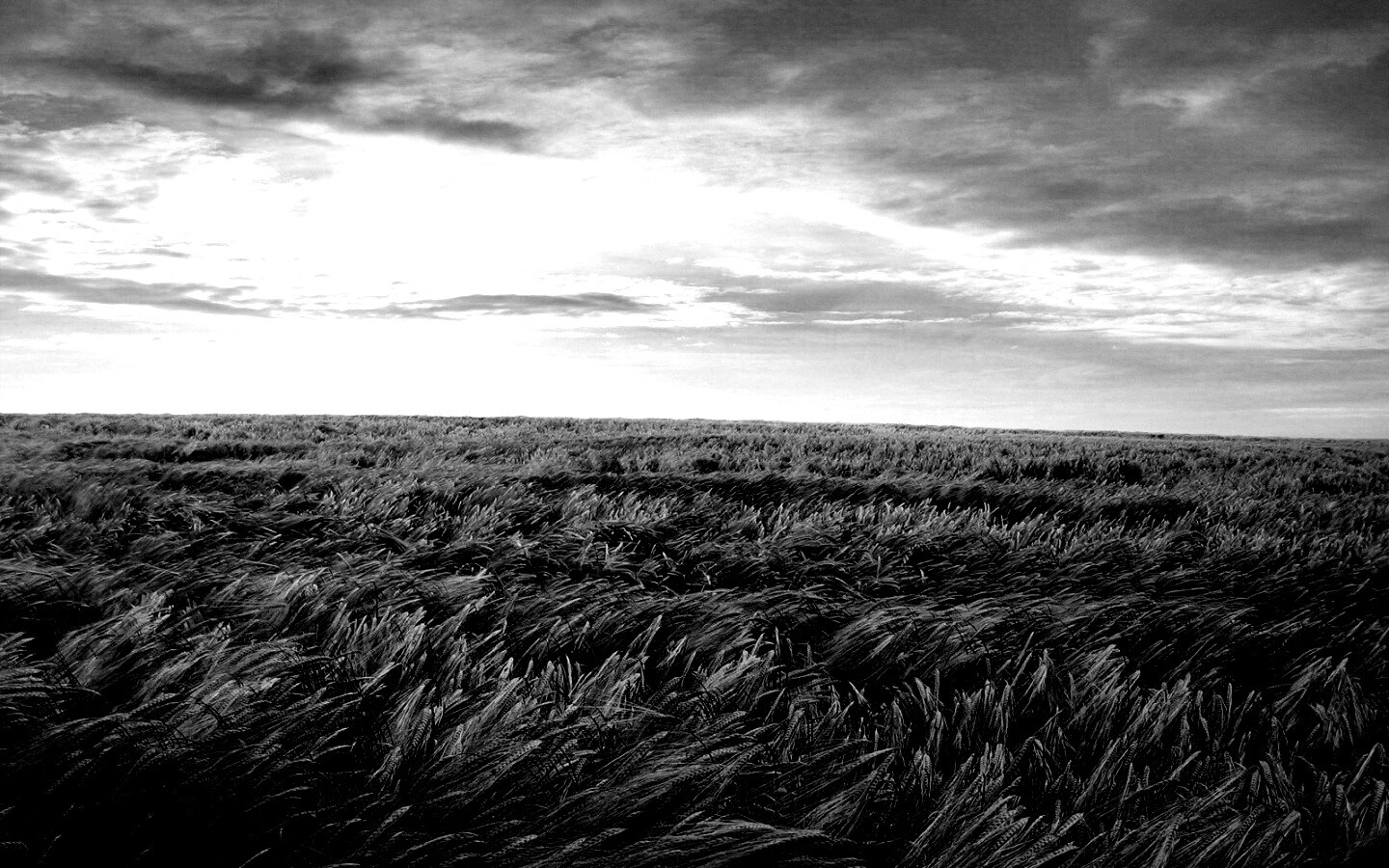 Море трав обои