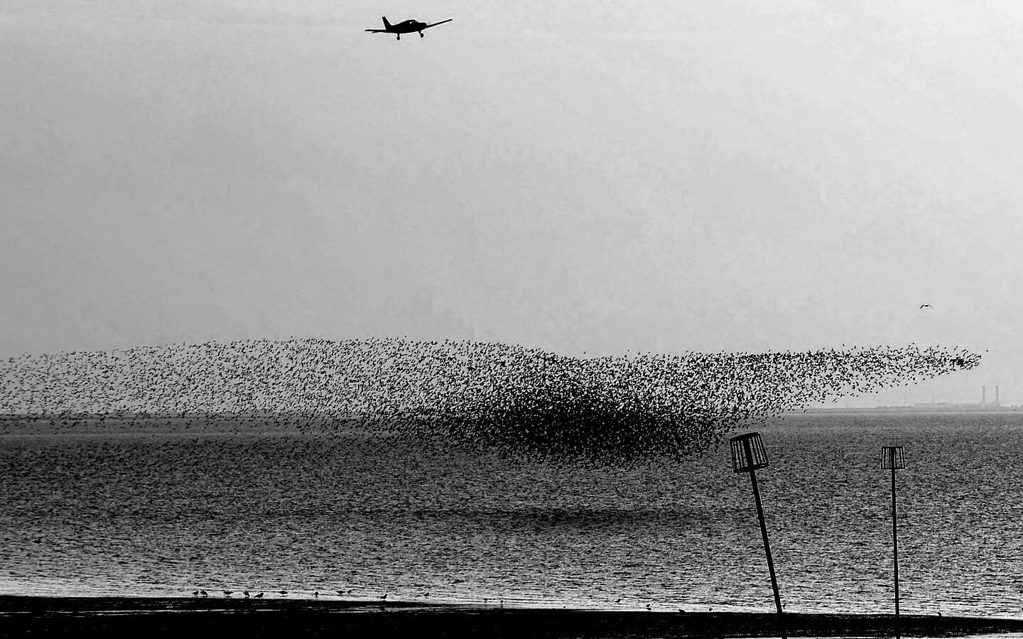 Взлетающая стая птиц обои