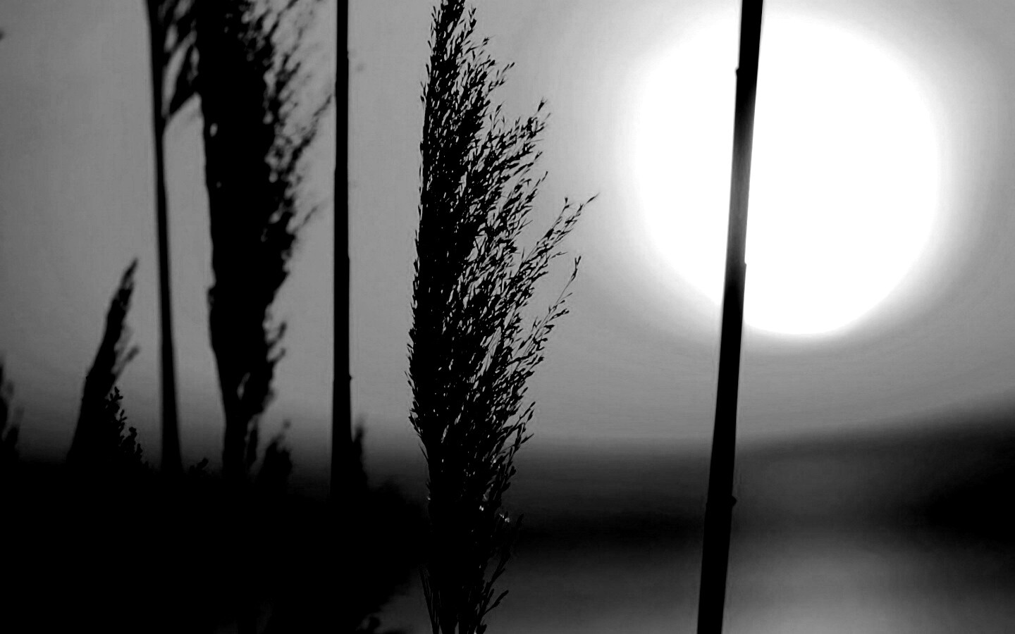 Травинка на закате обои