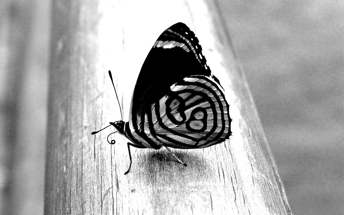 Бабочка на бревне обои