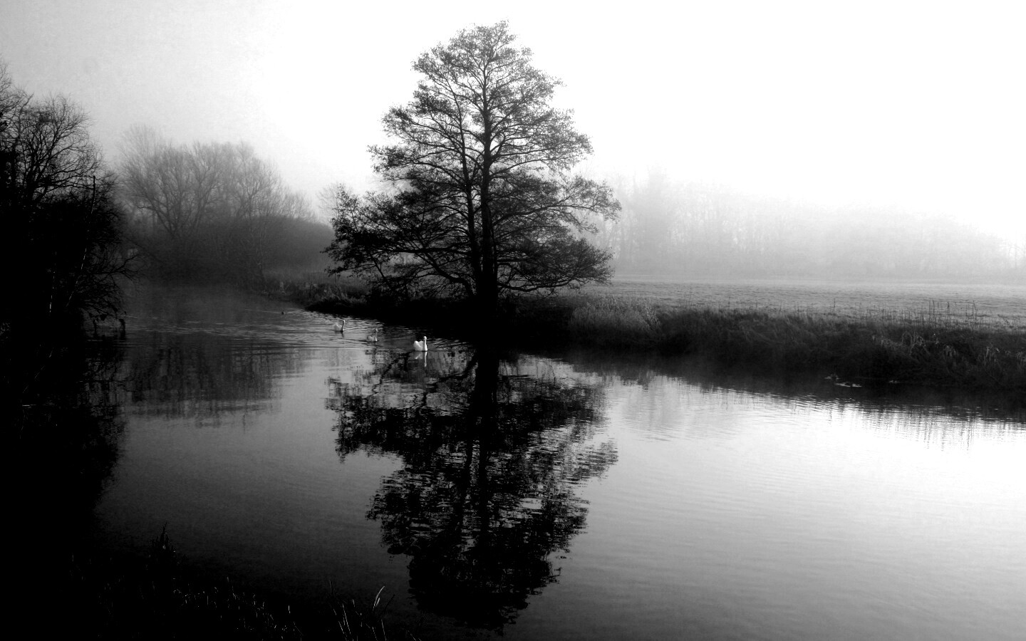 Дерево в тумане обои