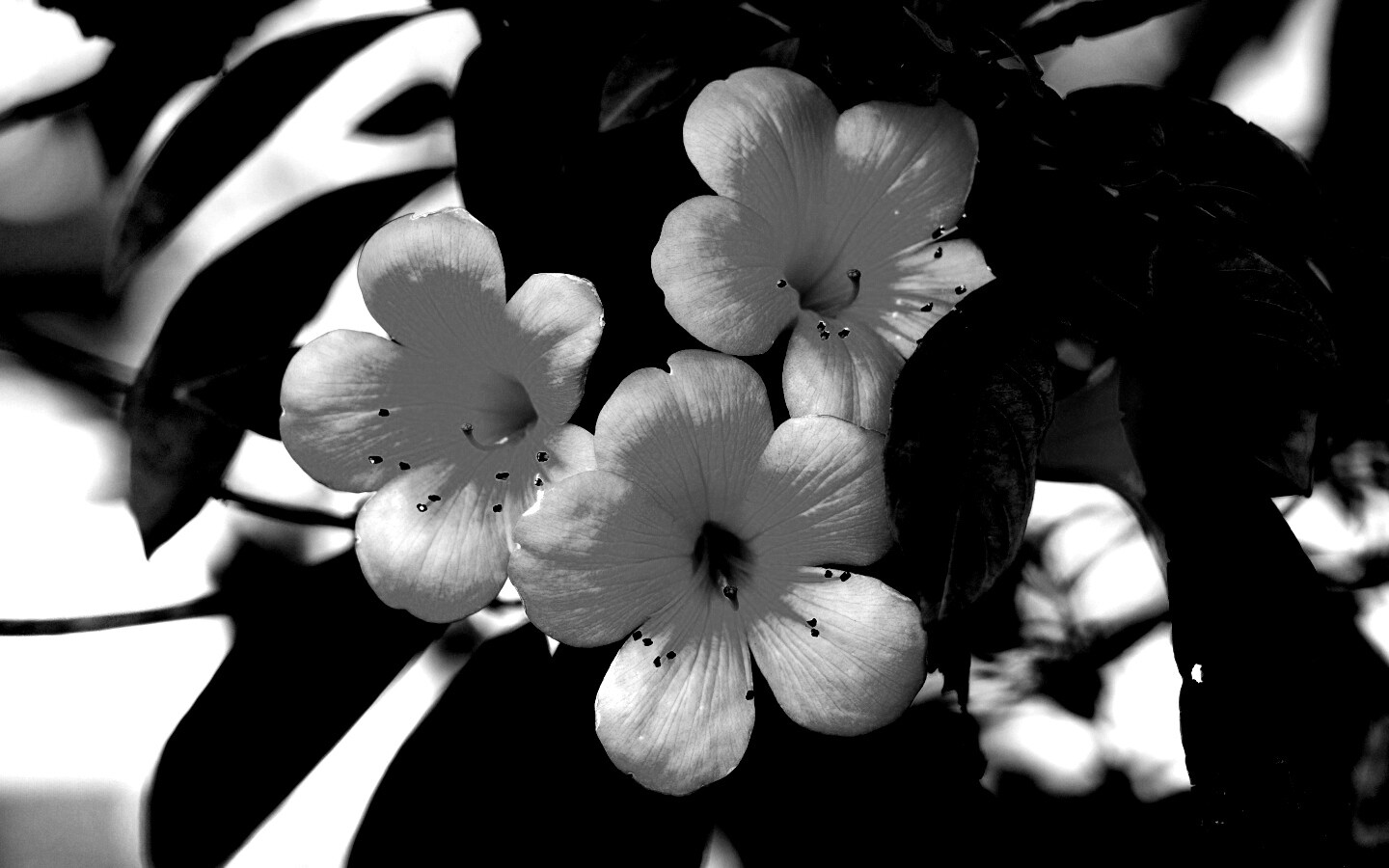 Оранжевые цветочки обои