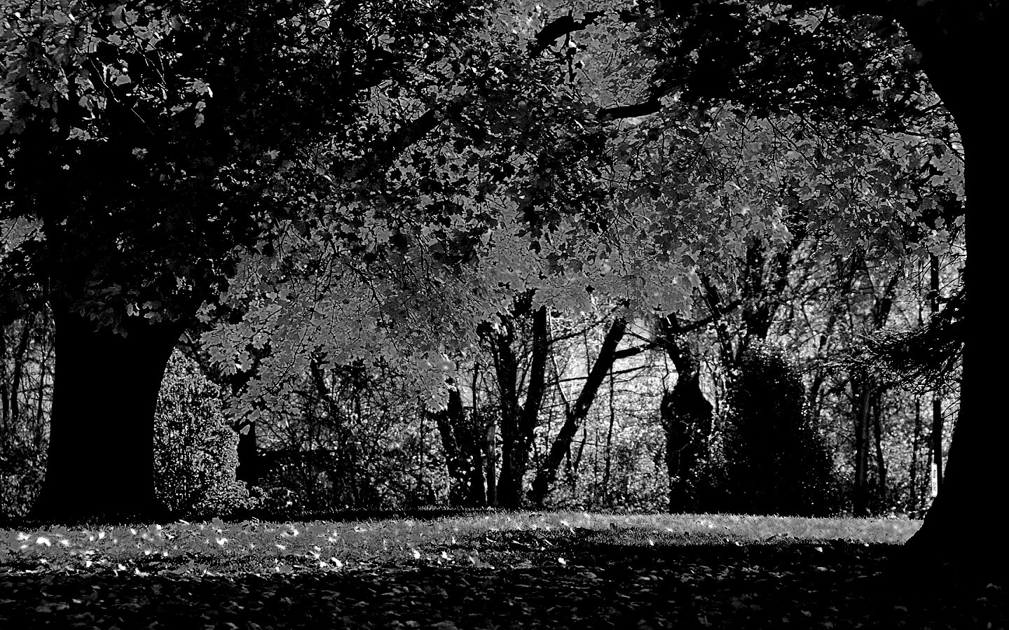 Размашистое осеннее дерево обои