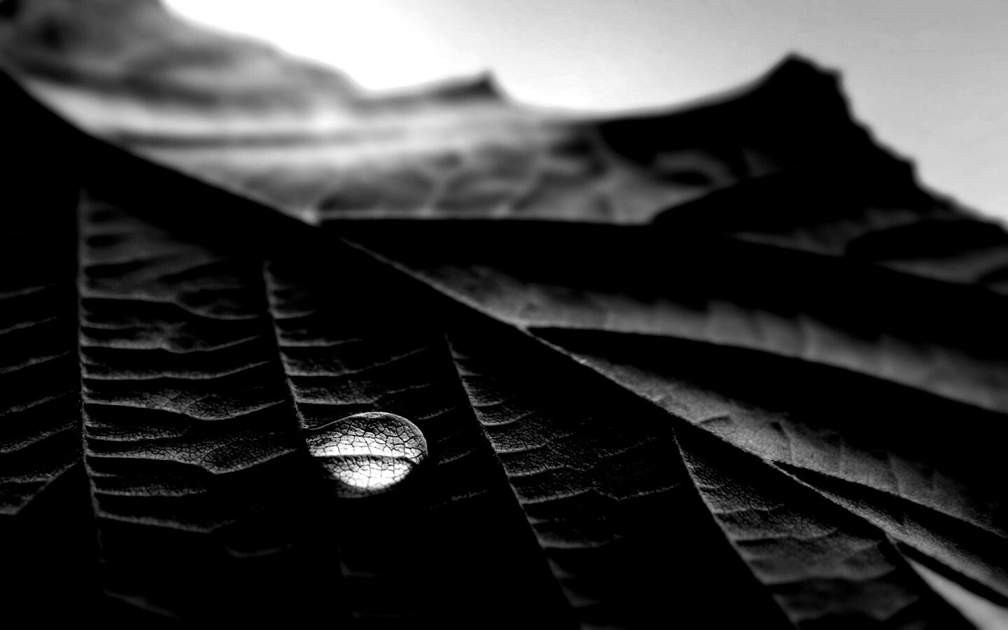 Капля на листе обои