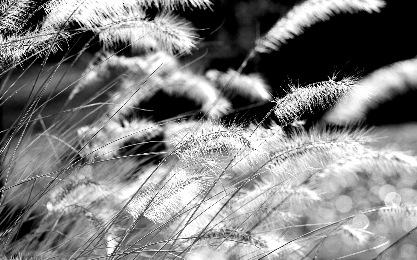 Травинки на ветру обои