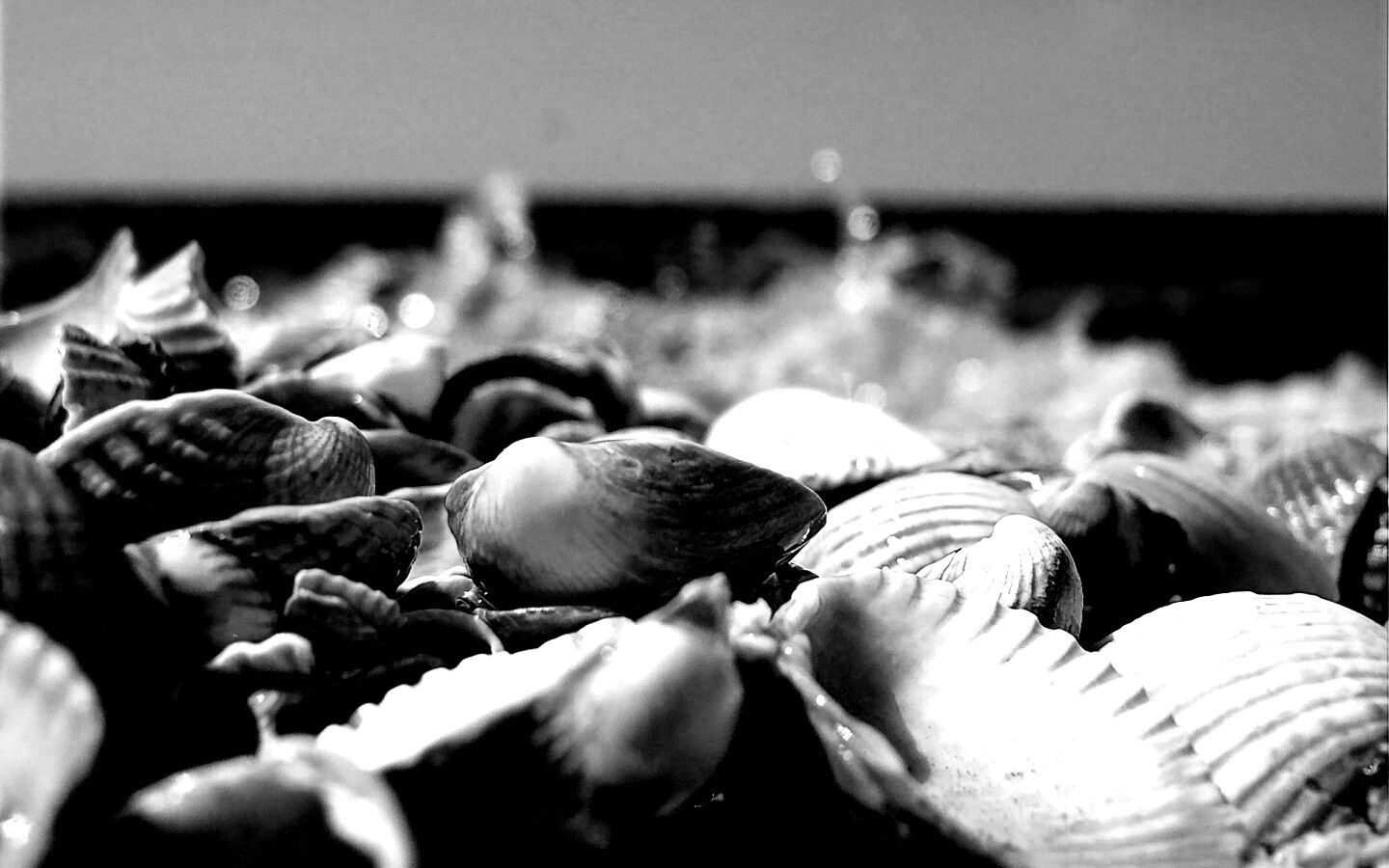 Морские ракушки обои