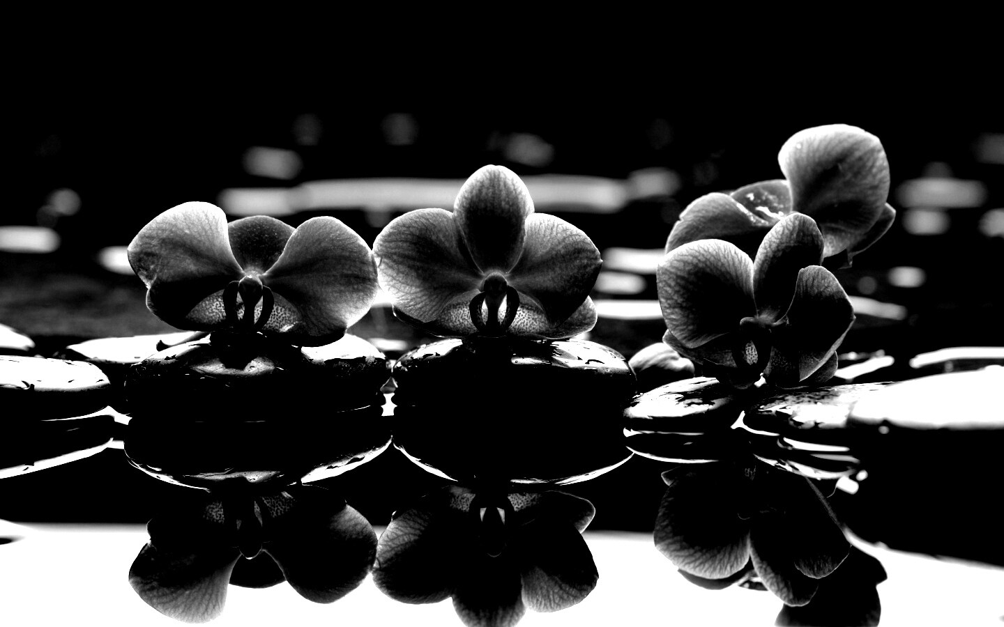 Орхидеи на камнях обои