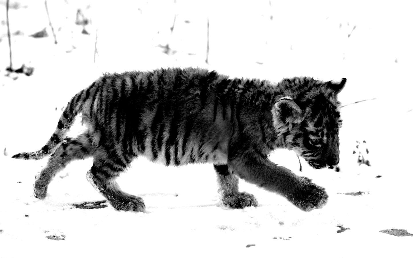 Тигренок на снегу обои