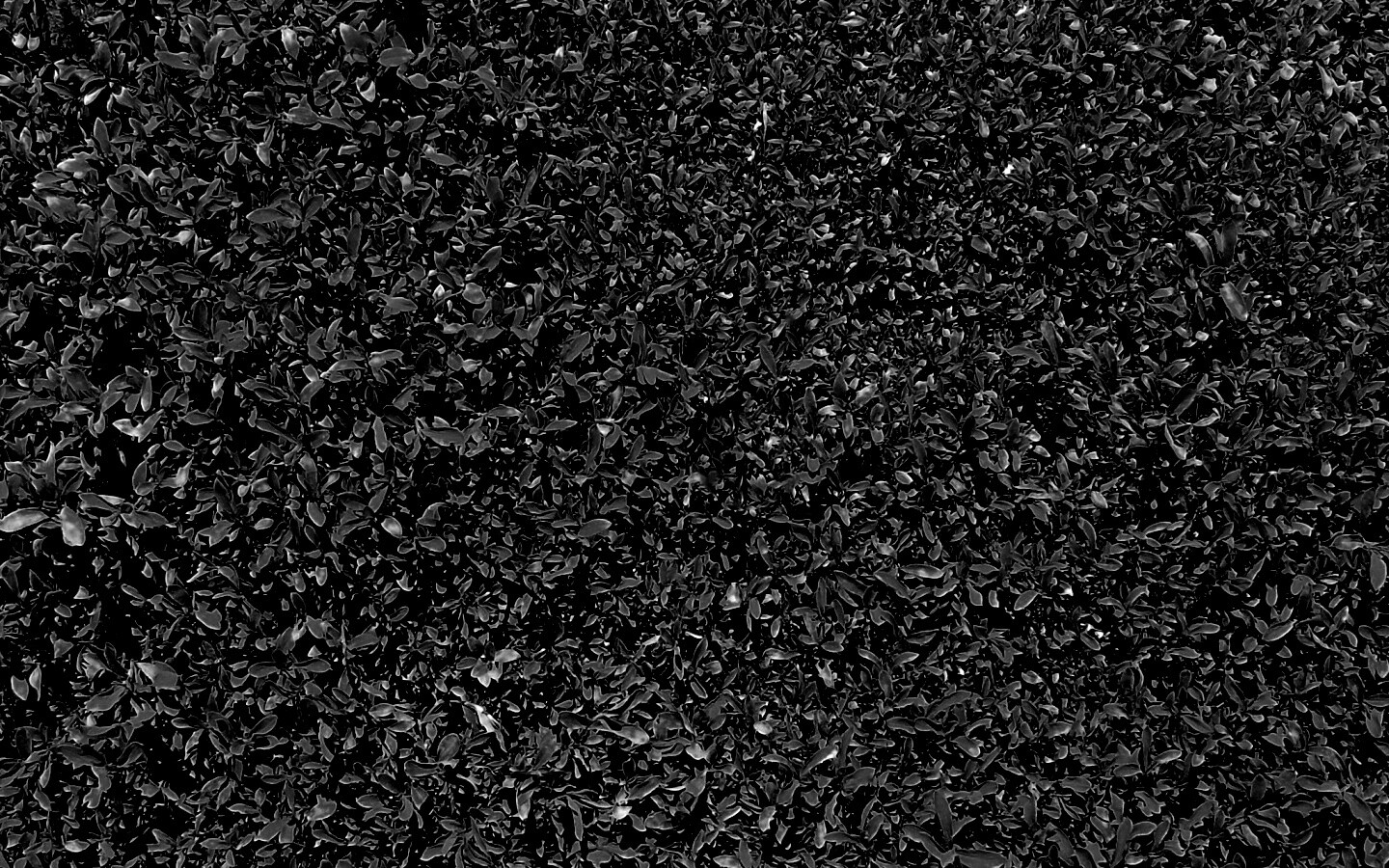 Чайные листья обои