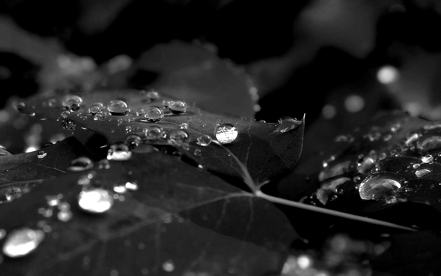 Синеватый лист обои