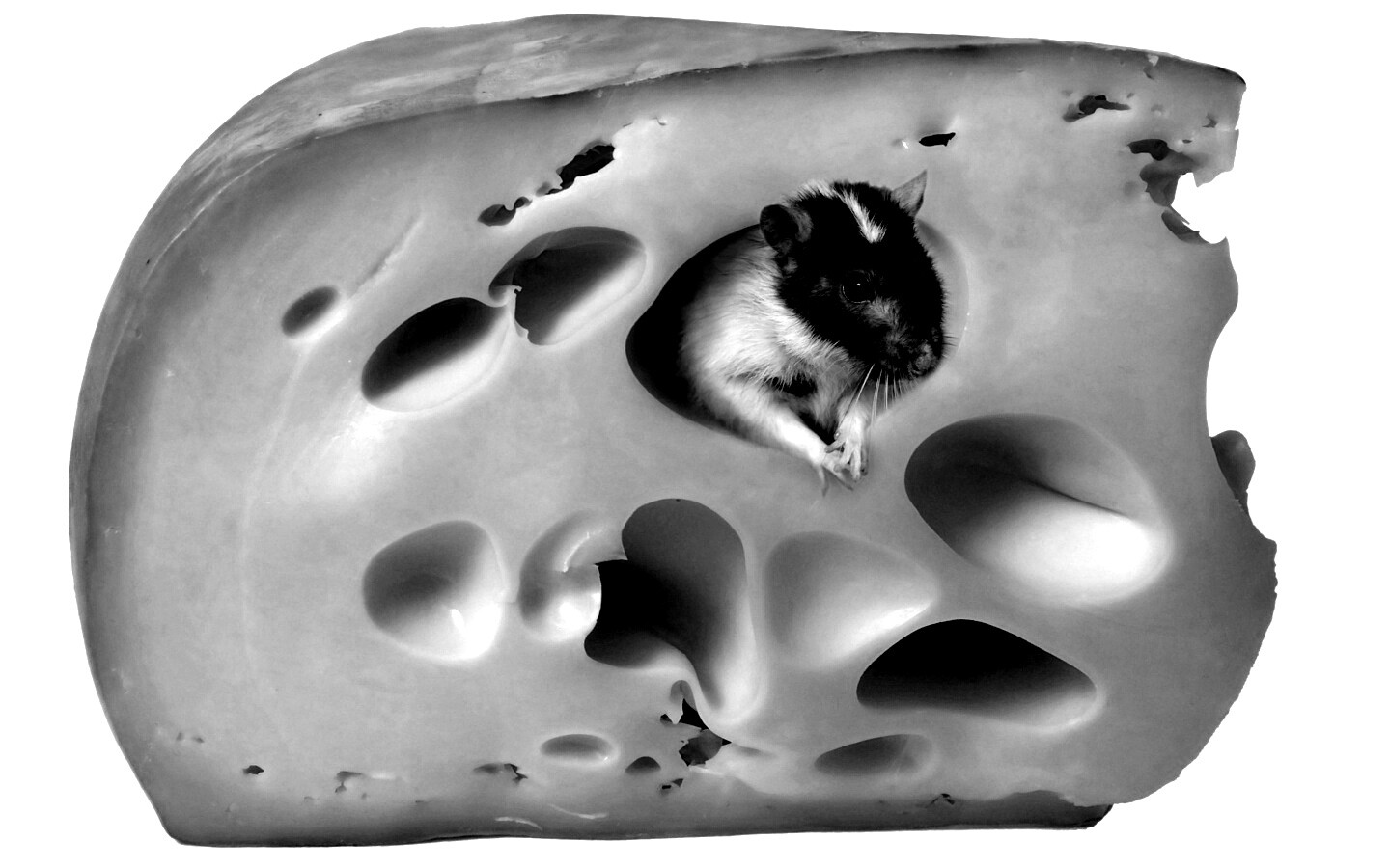 Мышка в сыре обои