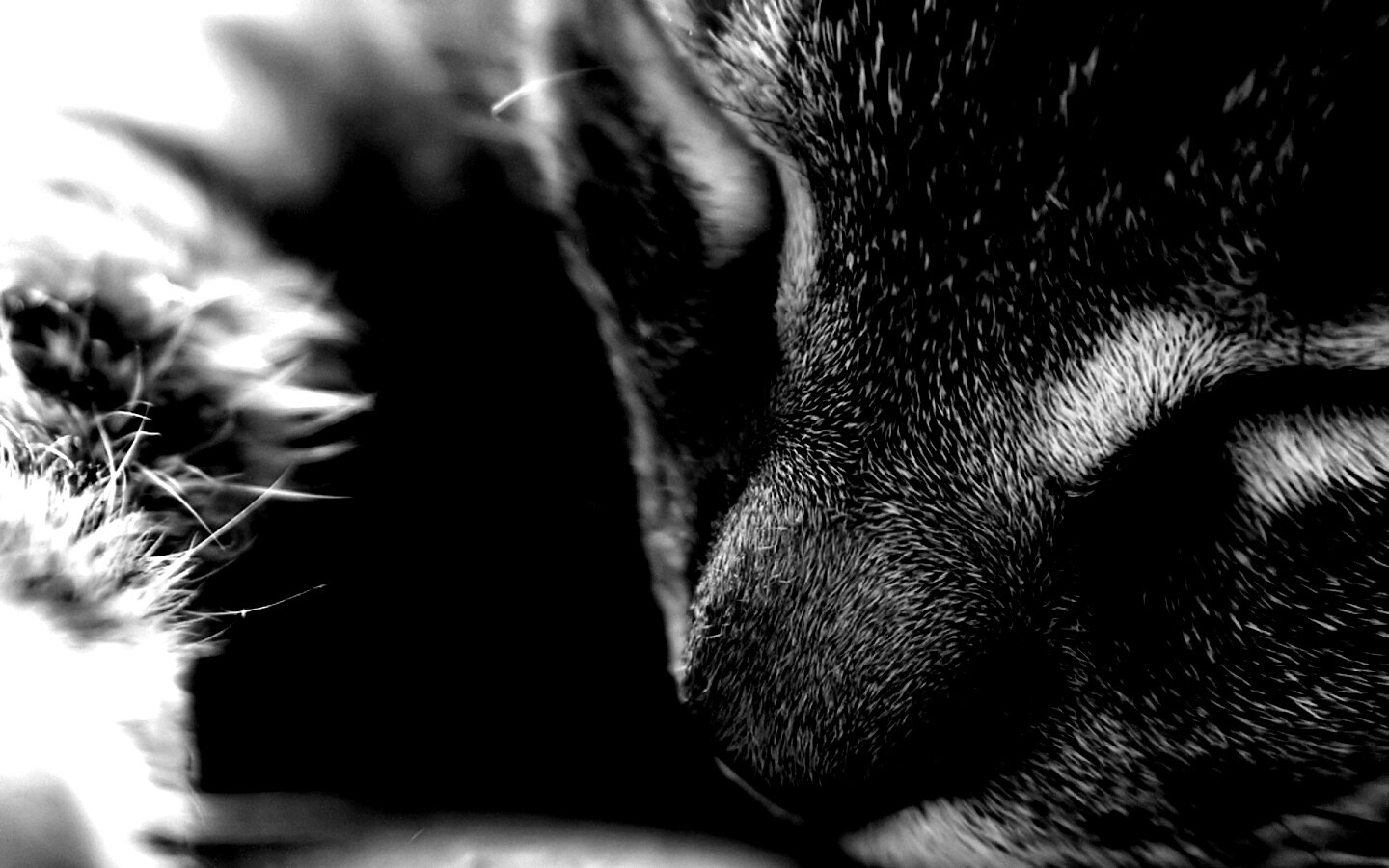 Мордочка кота обои