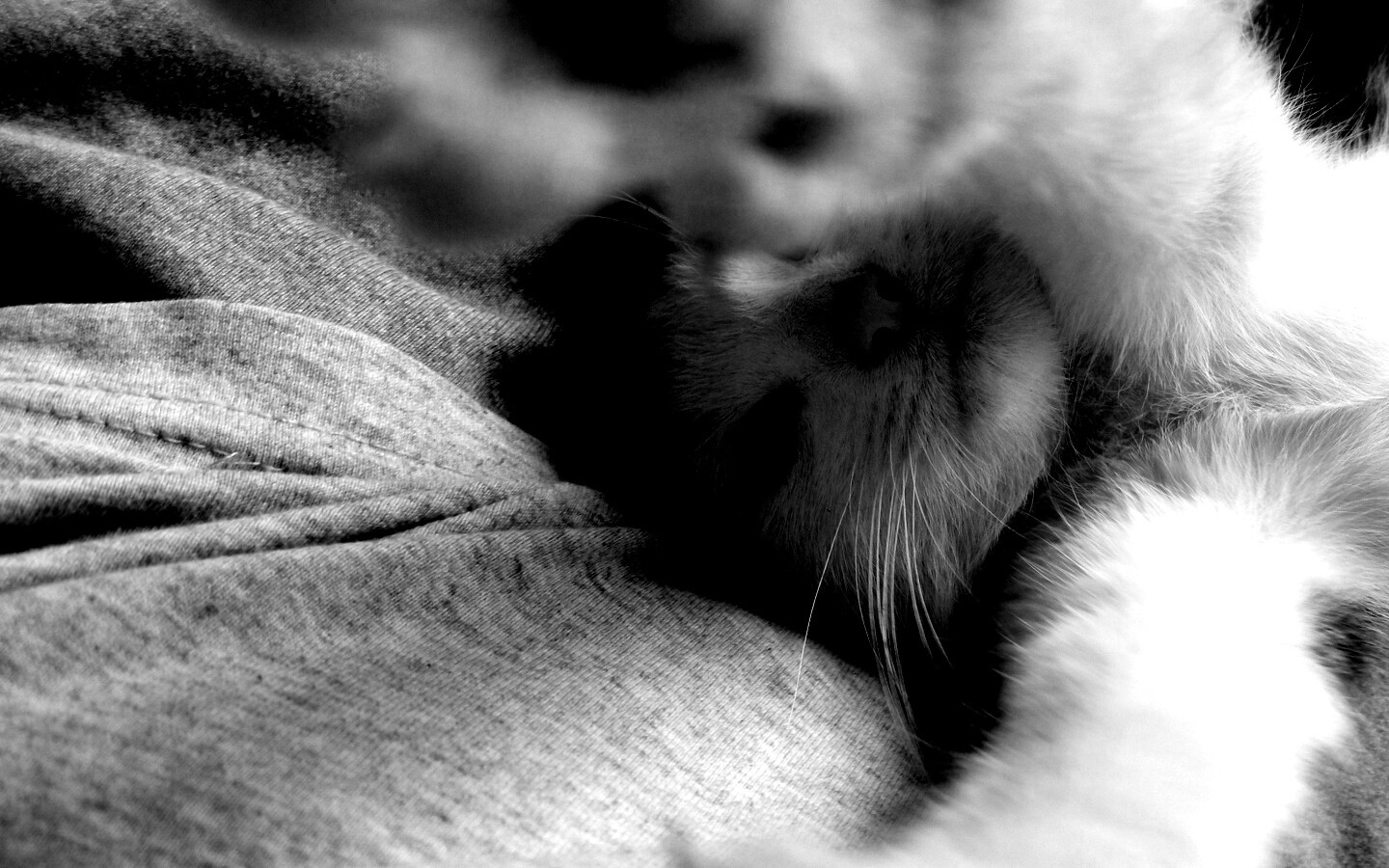 Кот фоткает сам себя обои