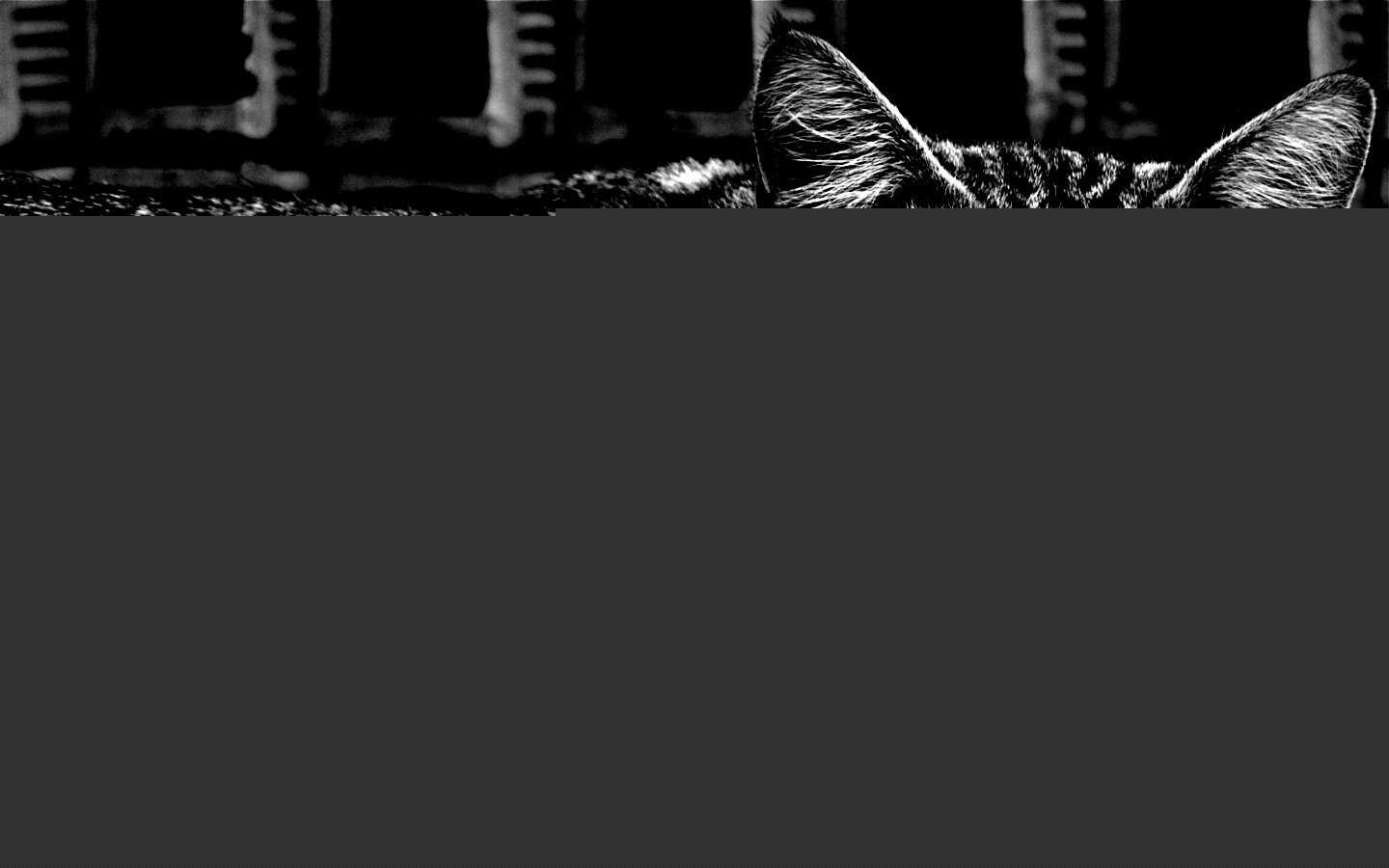 Зеленоглазый кот обои