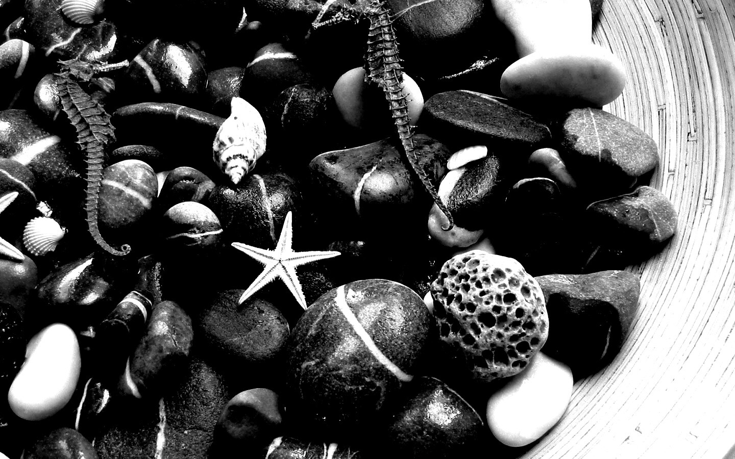 Морские камешки и фауна обои