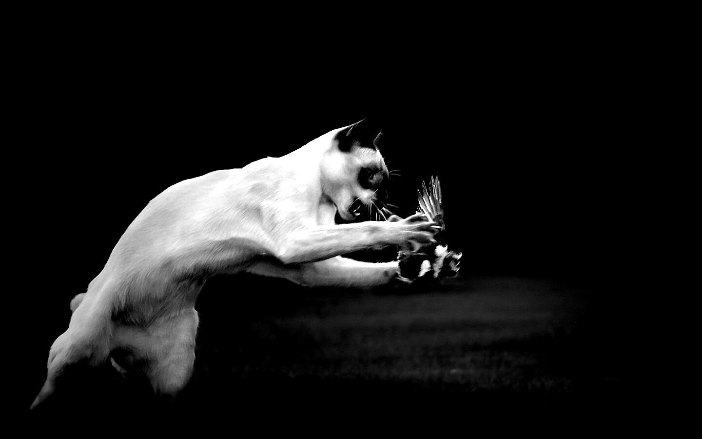 Кошка ловит птичку обои