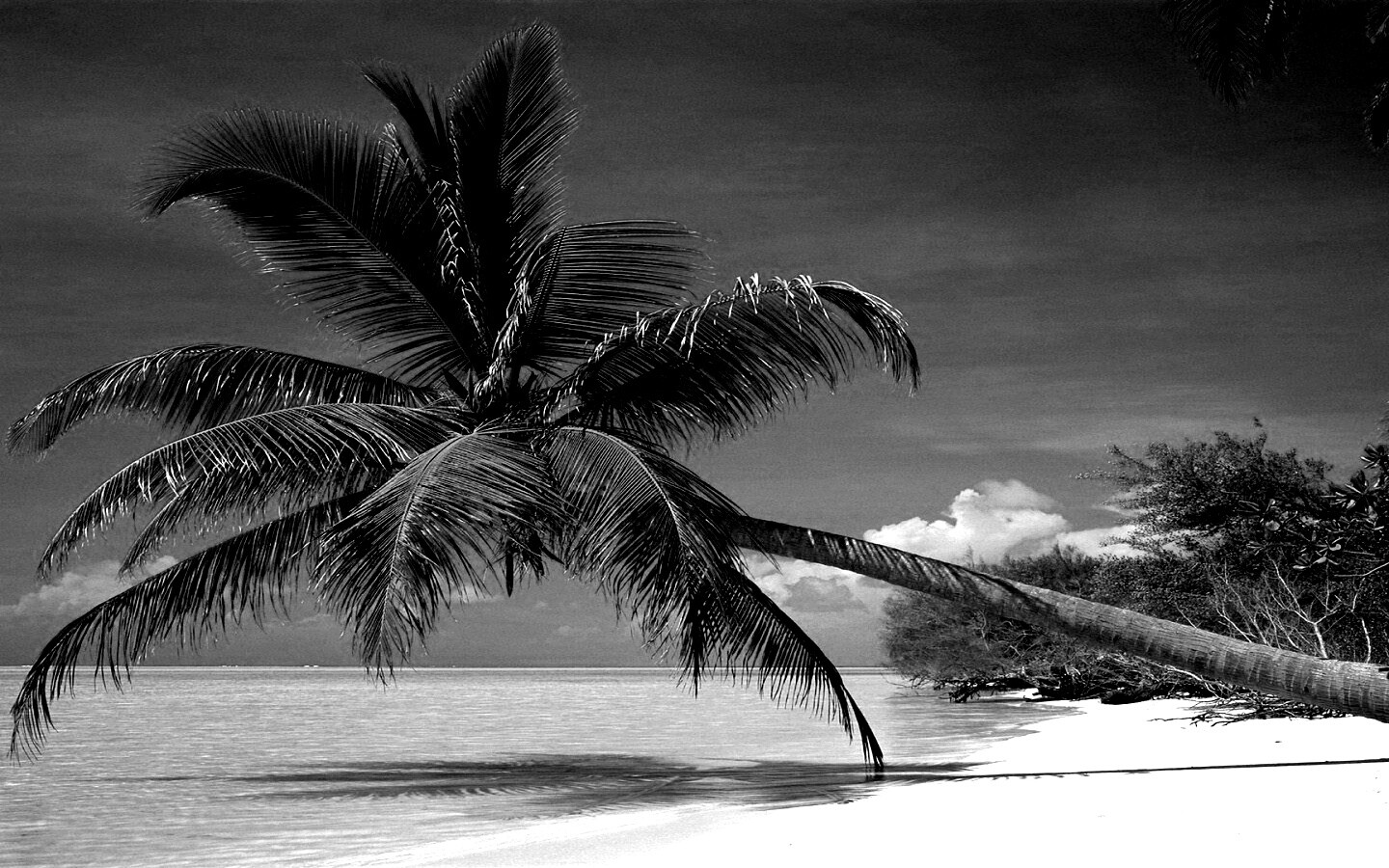 Пальма над водой обои