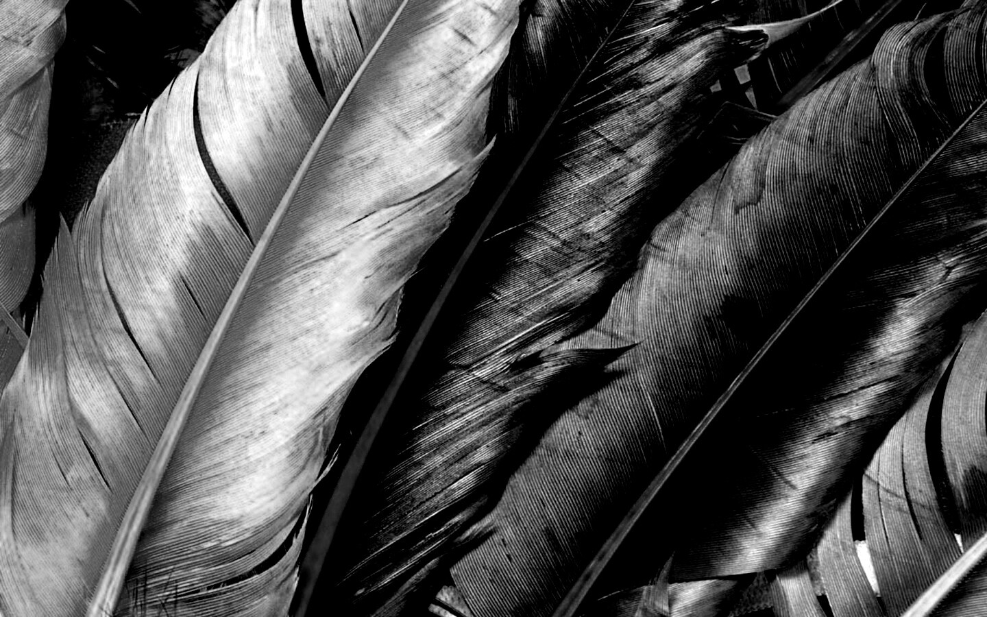 Разноцветные перья обои