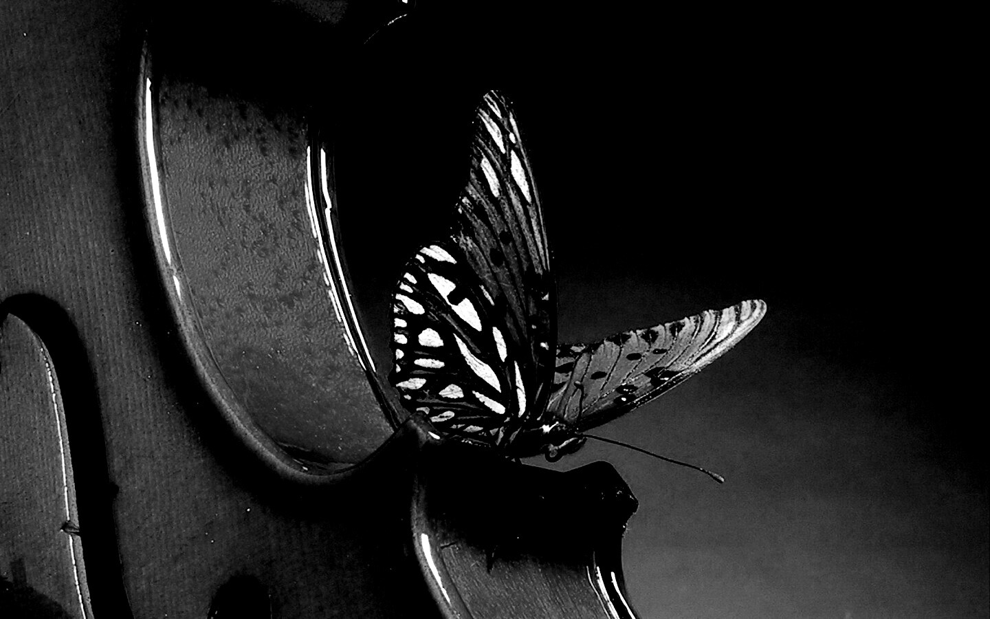 Бабочка на скрипке обои