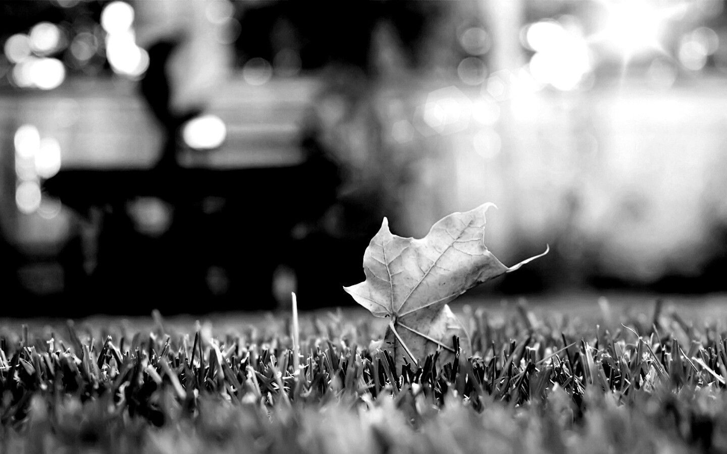 Зеленый лист на траве обои