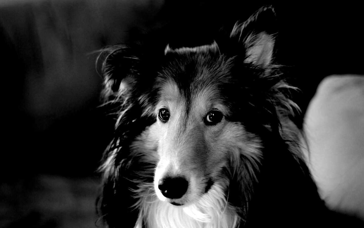 Колли с умными глазами обои