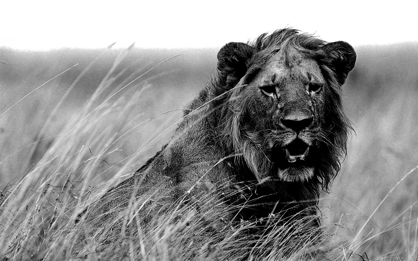 Ярко оранжевый лев обои