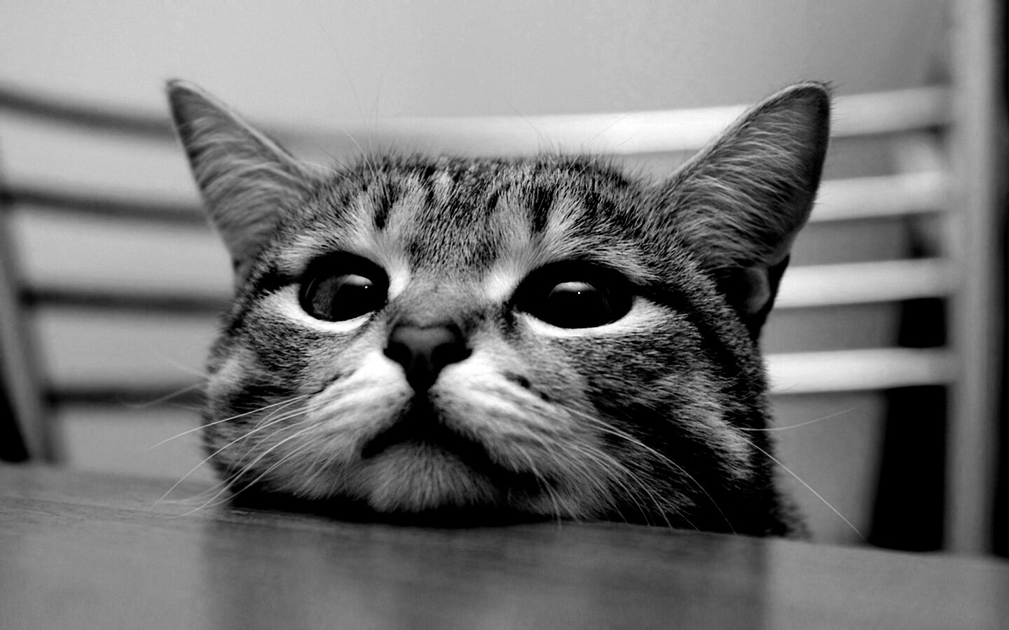 Любопытный котейка обои