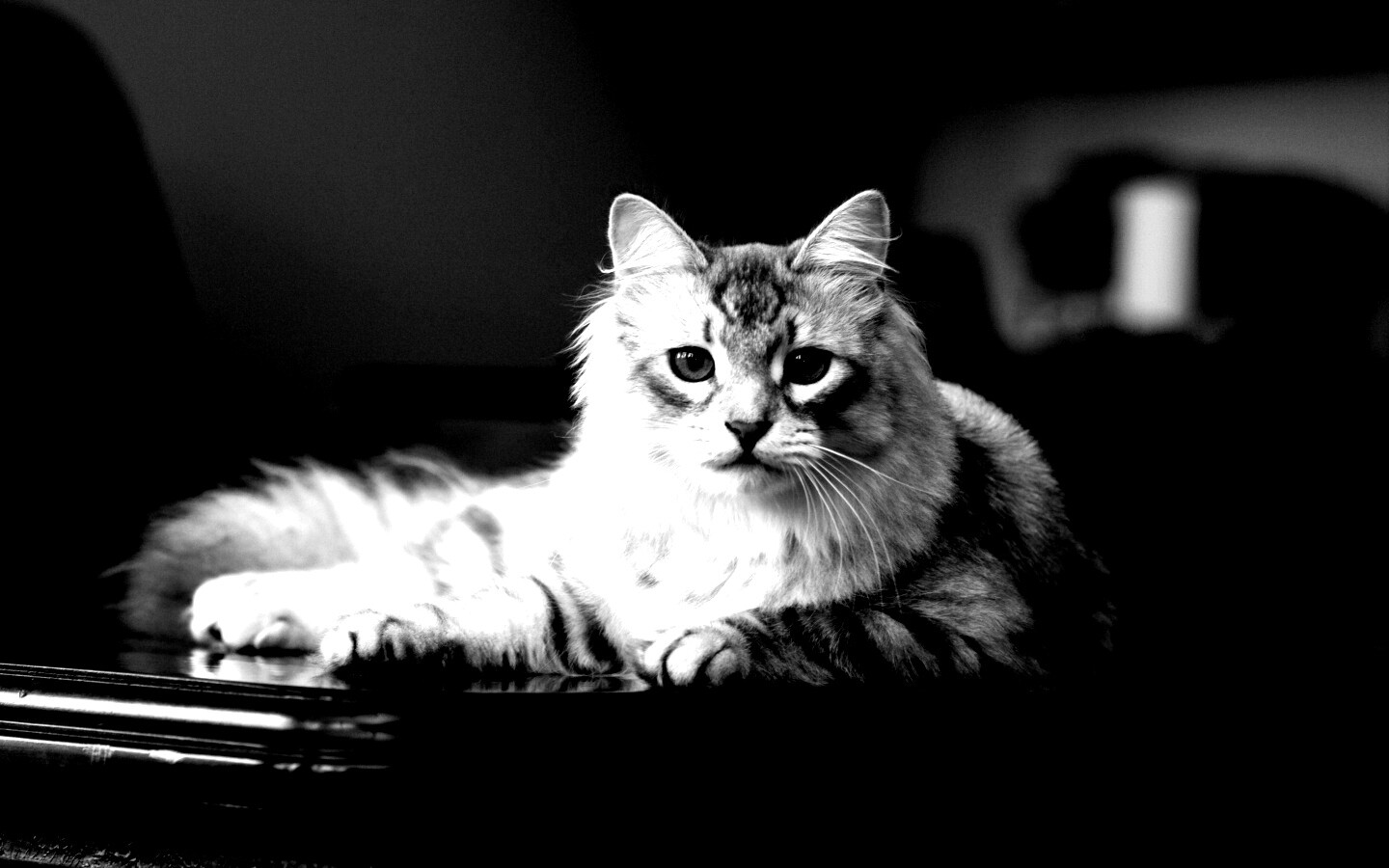 Кот благородных кровей обои